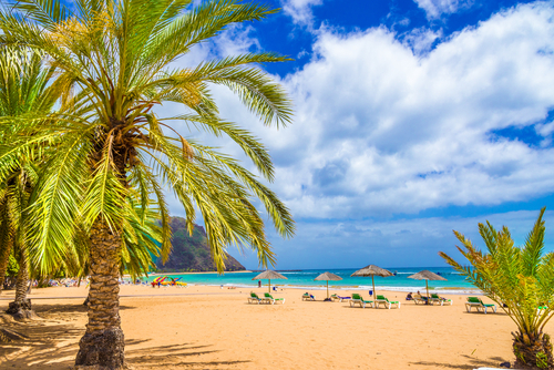 tenerife-palmtrees.jpg